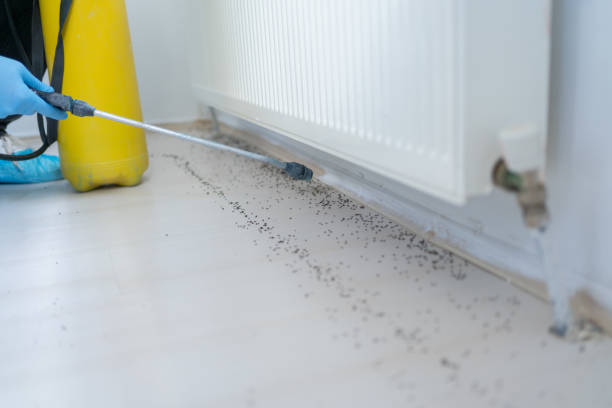 Best Termite Control Services  in Circle Pines, MN